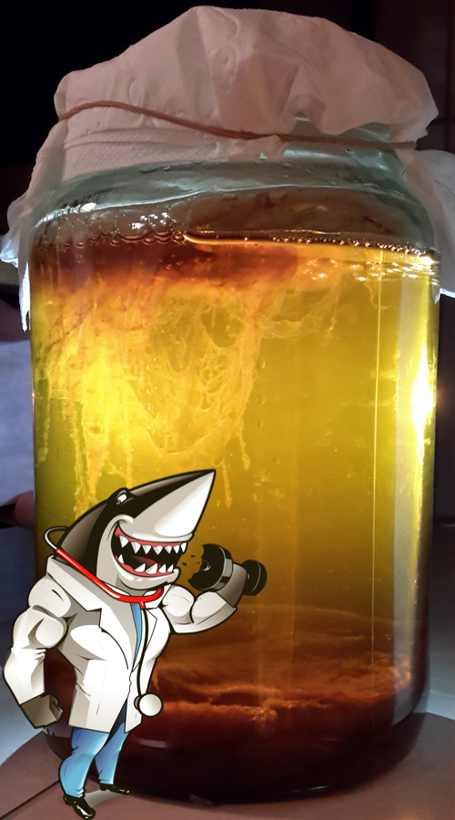 Kombucha tea black tea fermenting with ironsnack shark