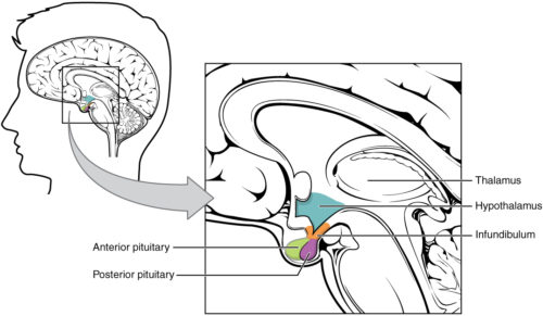 Regulating body weight hypothalamus