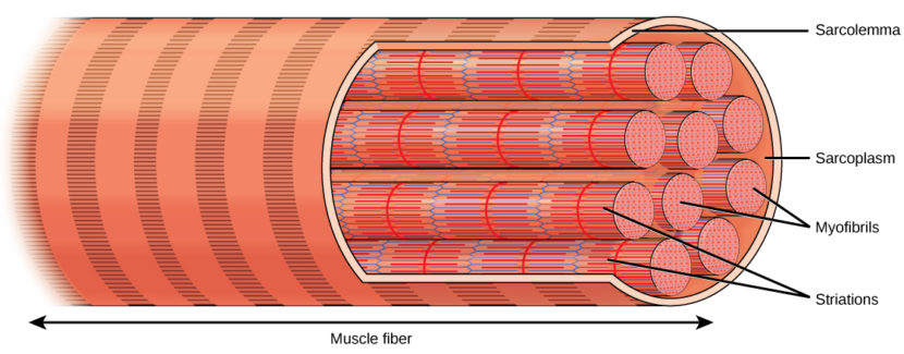 Anabolic Window