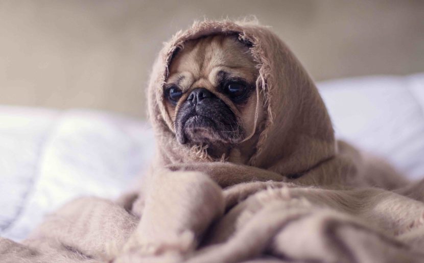 lack of sleep pug